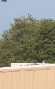 Trump é baleado em comício por jovem de 20 anos, posteriormente morto pelo Serviço Secreto | Foto Reprodução