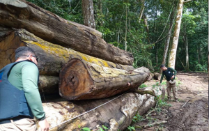 Toras de madeira apreendidas durante uma das fases da Operação 'Curupira' | Foto: ASCOM/SEGUP
