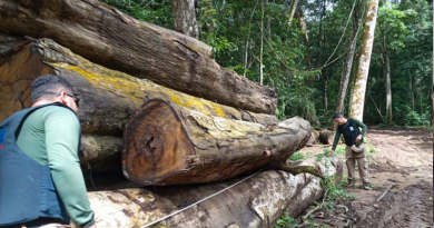 Toras de madeira apreendidas durante uma das fases da Operação 'Curupira' | Foto: ASCOM/SEGUP