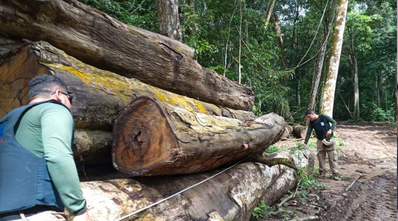 Toras de madeira apreendidas durante uma das fases da Operação 'Curupira' | Foto: ASCOM/SEGUP