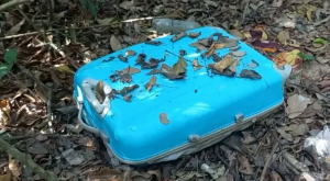 Mala usada pelo assassino para descartar o corpo da vítima na floresta | Foto: Reprodução