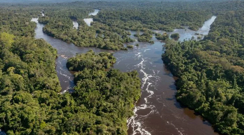 dia-da-arvore-1068x601