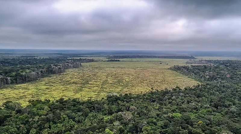 flona jamanxim desmatamento