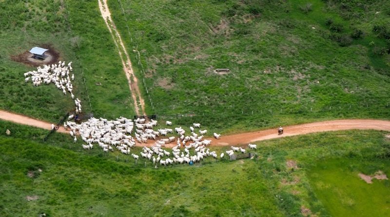 Gado  produzido em áreas embargadas (Foto:Ibama)