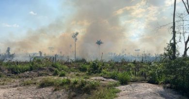 queimada novo progresso