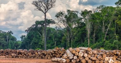 Credito-Vicente-Sampaio-Imaflora