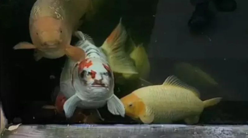 Design sem nome (21)