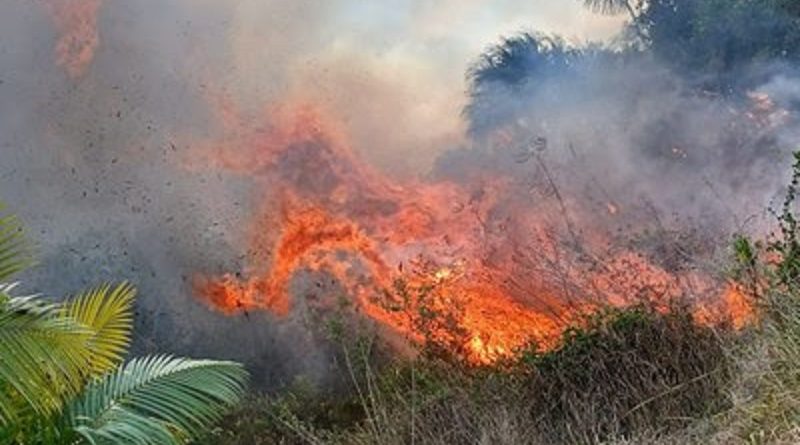 A Amazônia foi o bioma mais afetado pelo fogo em 2024 – (Foto:Arquivo/Reprodução)