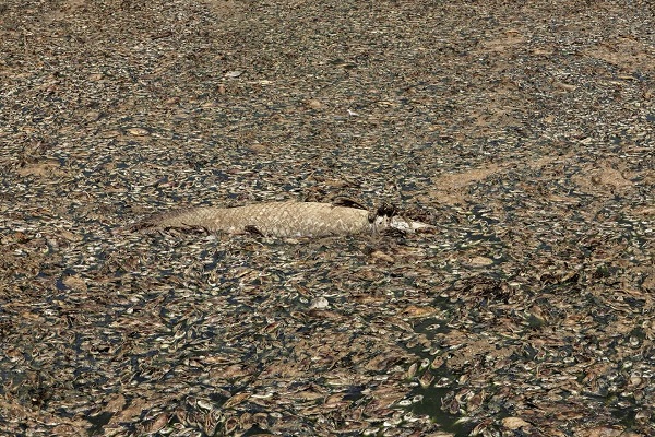 mortandade de peixes em santarém  | Foto: Lalo de Almeida