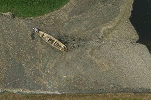 mortandade de peixes em santarém  | Foto: Lalo de Almeida