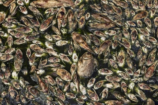 mortandade de peixes em santarém  | Foto: Lalo de Almeida