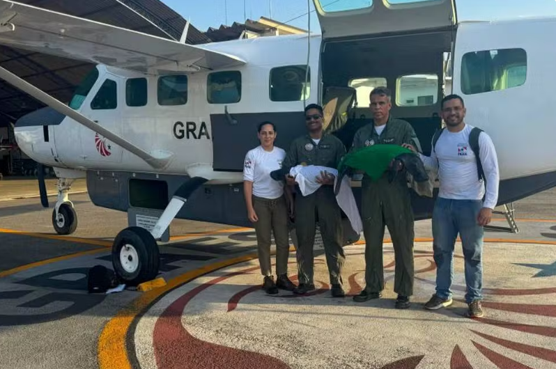 Filhotes foram transportados de helicóptero para locais de tratamento — Foto: Agência Pará