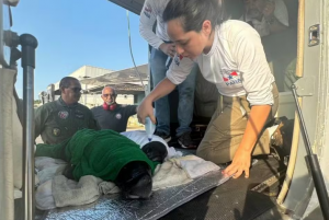 Filhotes ameaçados de extinção são resgatados no Pará — Foto: Agência Pará