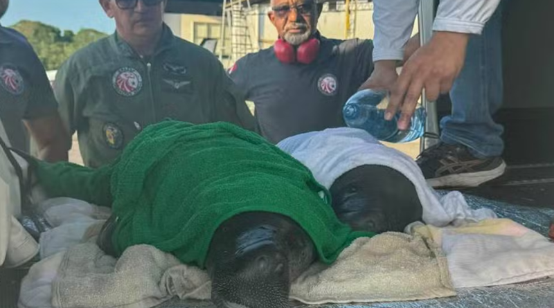 Os animais foram encontrados com sinais de desidratação, perda de peso e machucados. — Foto: Agência Pará