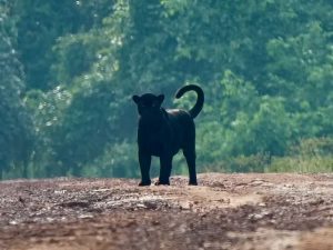 Acredita-se que a onça-preta era um macho adulto de mais de 100 quilos — Foto: Carlos Alexandre