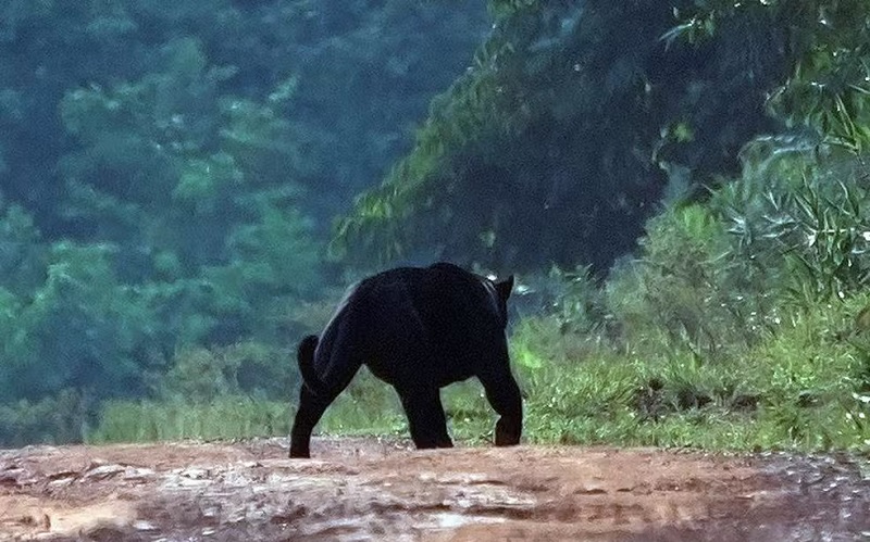 A onça-preta foi vista por volta das 16 horas — Foto: Marco Guedes
