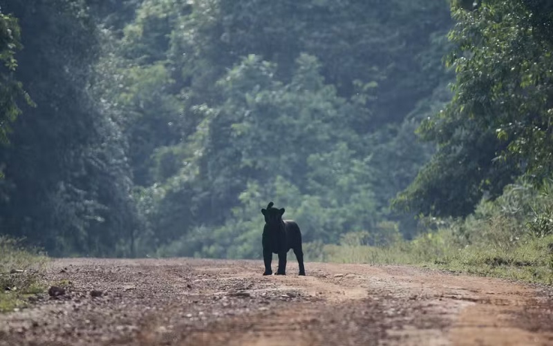 Para nascer uma onça-preta é necessário que um dos pais também seja melânico — Foto: Kenny Uéslei