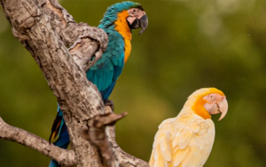 Ave albina com outras da mesma espécie, sem a condição genética, lado a lado. | @cloviscruvinel_fotografia