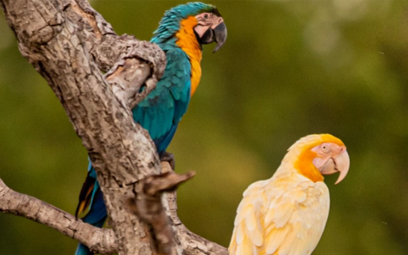 Ave albina com outras da mesma espécie, sem a condição genética, lado a lado. | @cloviscruvinel_fotografia