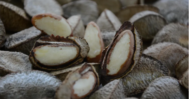 castanha do pará