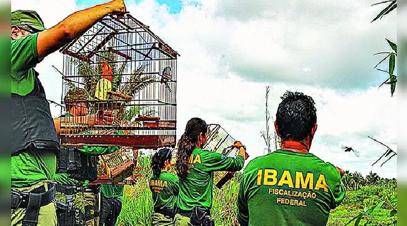 ibama