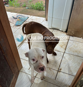 Objetos roubados | Foto: Divulgação