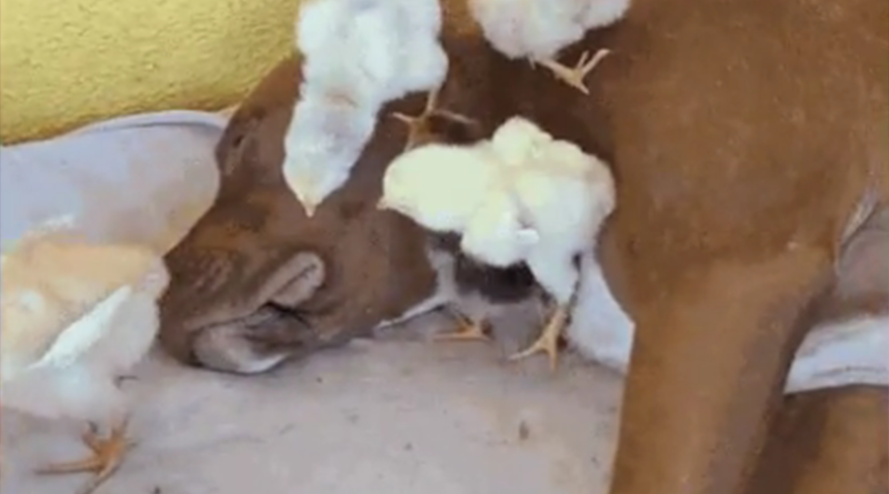 Cadela 'adota' pintinhos em fazenda de MT — Foto: Reprodução
