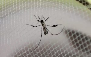 mosquito