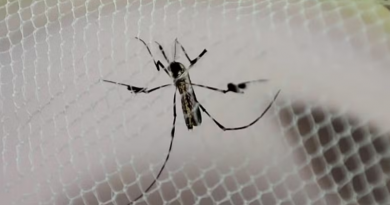 mosquito febre amarela of