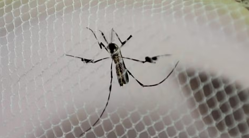 mosquito febre amarela of