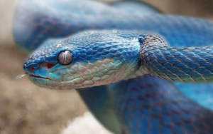 A toxina dessa víbora causa apodrece a pele enquanto causa hemorragias internas. Imagem: raul romagnoli/ Pexels