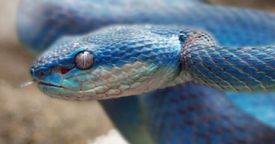 A toxina dessa víbora causa apodrece a pele enquanto causa hemorragias internas. Imagem: raul romagnoli/ Pexels