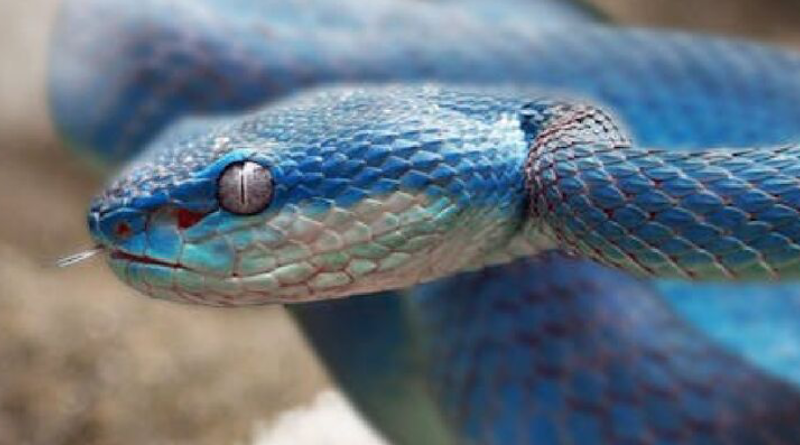 A toxina dessa víbora causa apodrece a pele enquanto causa hemorragias internas. Imagem: raul romagnoli/ Pexels