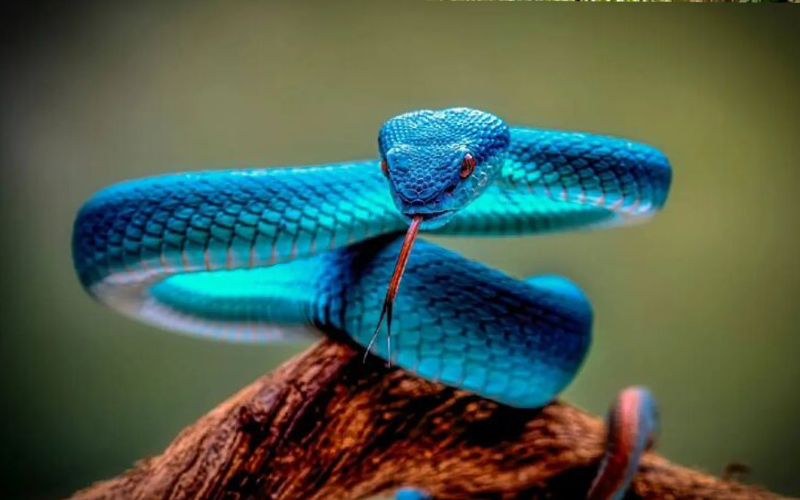 A toxina dessa víbora causa apodrece a pele enquanto causa hemorragias internas. Imagem: raul romagnoli/ Pexels