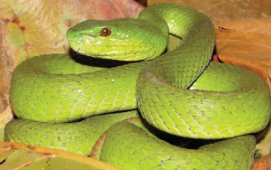 Exemplar típico da Trimeresurus insularis é verde. Imagem: Hinrich Kaiser/Wikimedia Commons