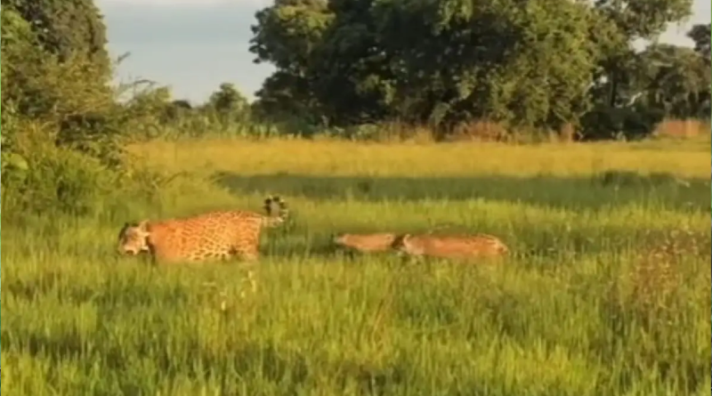 onça aroeira e filhotes