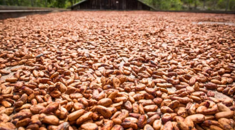Pará receberá feira sobre produção de cacau na Amazônia. — Foto_ Divulgação