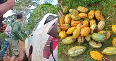 Região em que ocorre a tensão na TI Apyterewa tem plantações de cacau. — Foto: Reprodução / Redes sociais