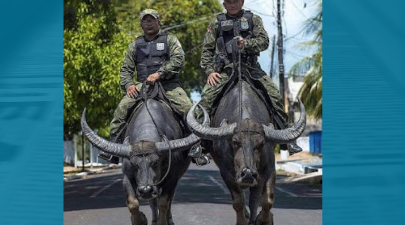 policia em bufalos