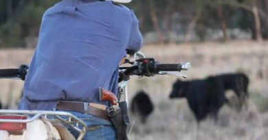 Novo Projeto - 2025-06-02T095735.177