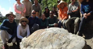 fossil tartaruga (1)