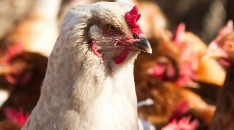 galinha-frango-granja