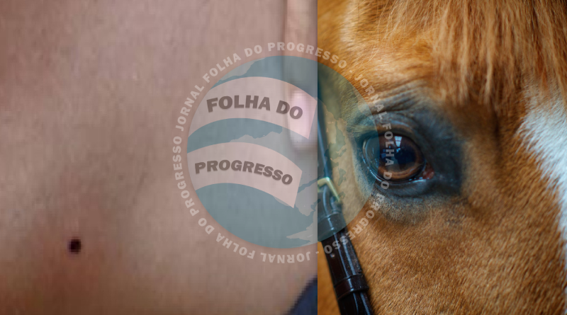 tiro espingarda presão-cavalo