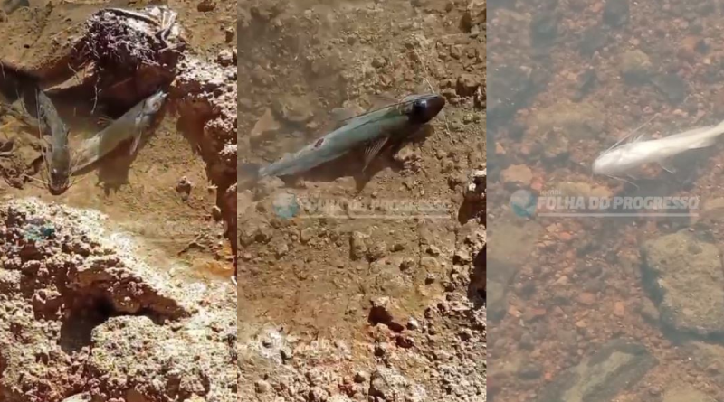 Novo Projeto - 2025-07-22T165109.104