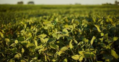 Novo Projeto - 2025-08-19T075317.269