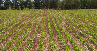 ORIGEO-Tratamento-de-sementes-auxilia-na-produtividade-superior-e-reduz-custos-para-o-produtor-agricola-apontam-estudos-foto-por-EMBRAPA