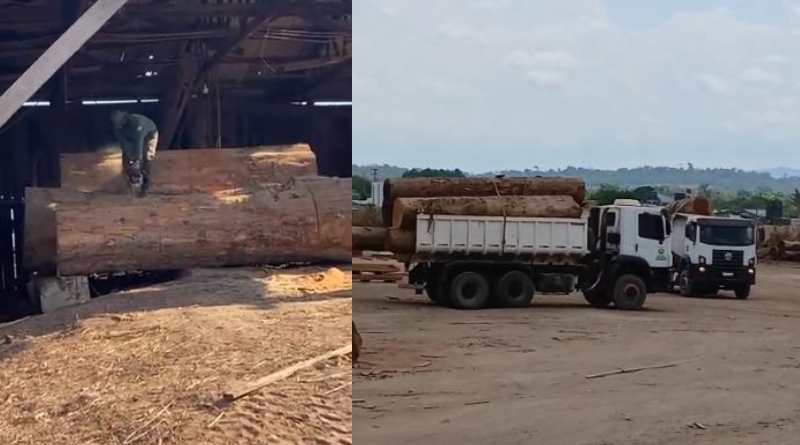 madeireira - op ibama