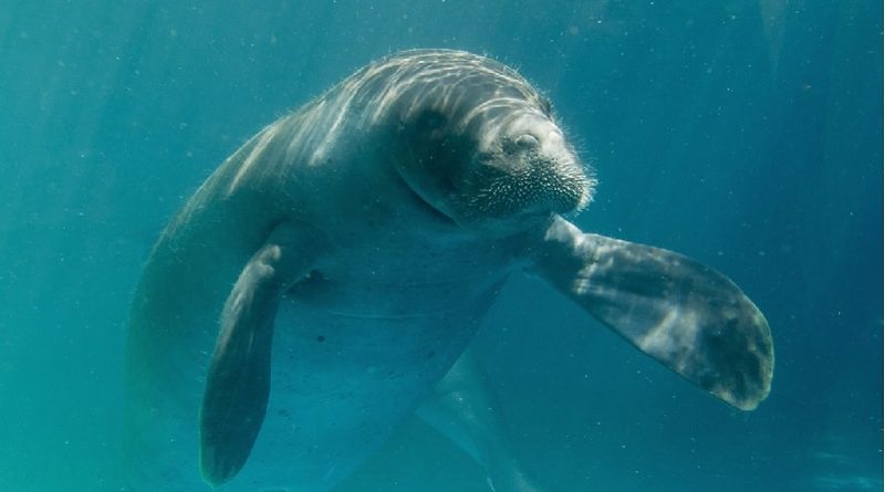 peixe boi da amazonia