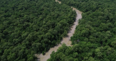 Dia da Amazônia tem programação especial e mobiliza sociedade para COP30 em Belém