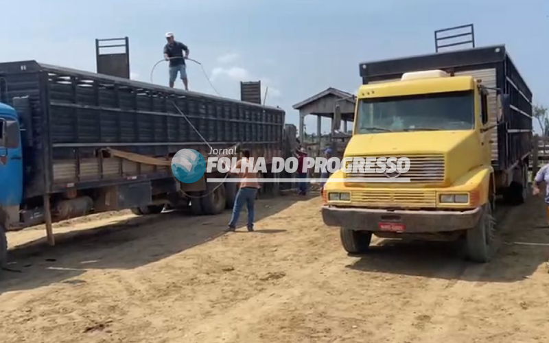 Polícia Civil investiga possível roubo de gado em fazenda de Novo Progresso (1)